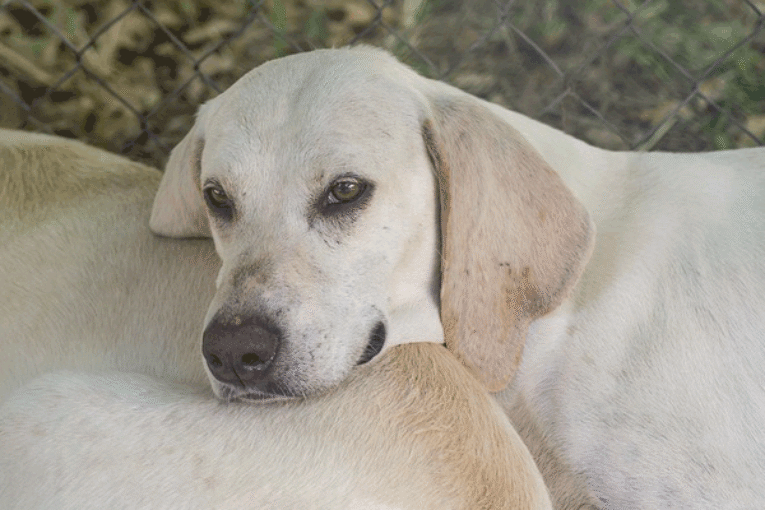 Photo inspiration: Visual Reference: Glucose Curve In Dogs